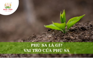 Phù Sa Là Gì? Vai Trò Của Phù Sa