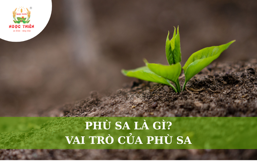 Phù Sa Là Gì? Vai Trò Của Phù Sa