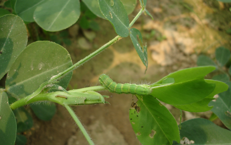 THUỐC TRỪ SÂU SÂU SỮA