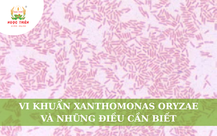 Vi Khuẩn Xanthomonas Oryzae Và Những Điều Cần Biết