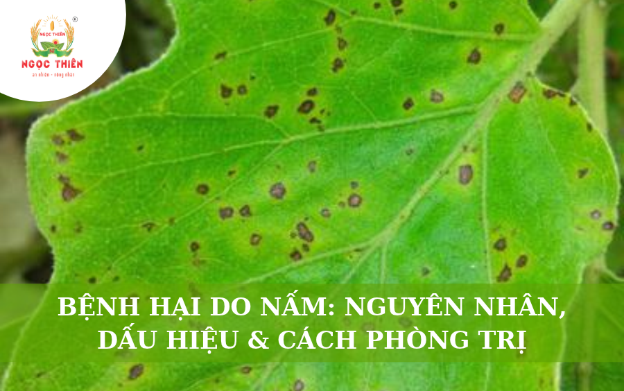 Bệnh Hại Do Nấm: Nguyên Nhân, Dấu Hiệu Và Cách Phòng Trị