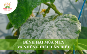 Bệnh Hại Mùa Mưa Và Những Điều Cần Biết