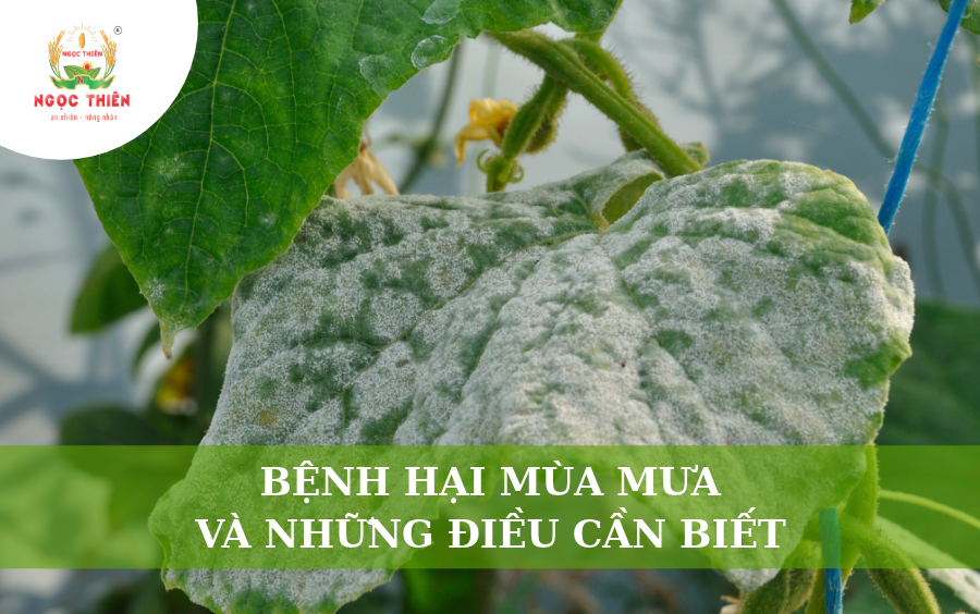 Bệnh Hại Mùa Mưa Và Những Điều Cần Biết