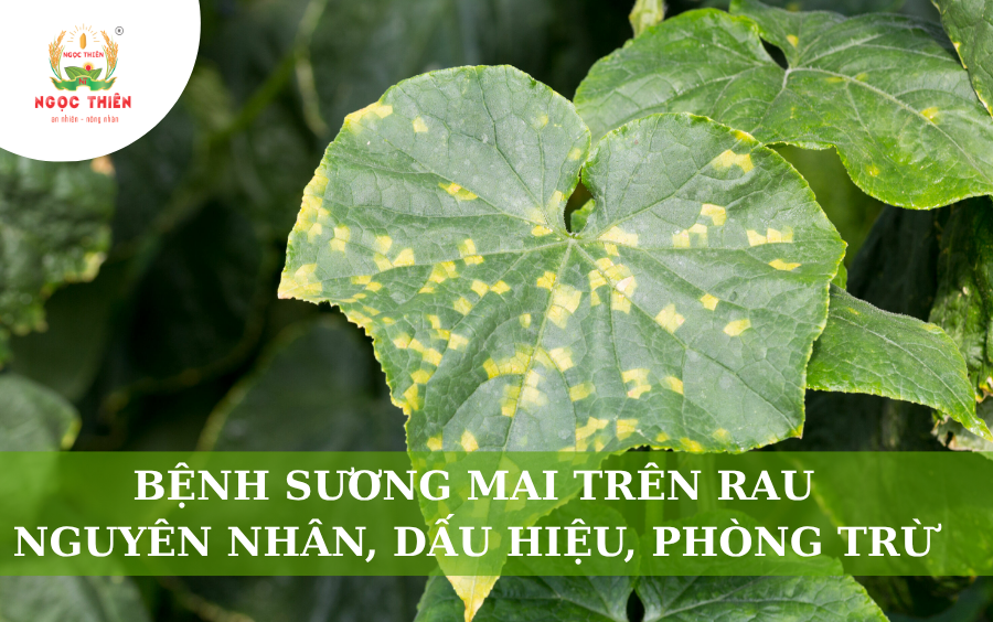 Bệnh Sương Mai Trên Rau: Nguyên Nhân, Dấu Hiệu Và Phòng Trừ