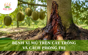 Bệnh Xì Mủ Trên Cây Trồng Và Cách Phòng Trị