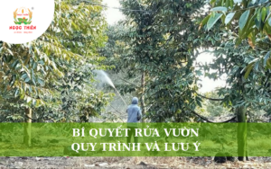 Bí Quyết Rửa Vườn Hiệu Quả: Quy Trình Và Những Lưu Ý