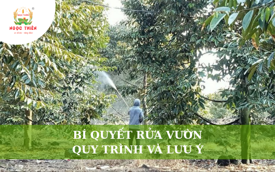 Bí Quyết Rửa Vườn Hiệu Quả: Quy Trình Và Những Lưu Ý