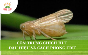 Côn Trùng Chích Hút: Dấu Hiệu Và Cách Phòng Trừ