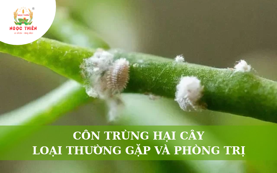 Côn Trùng Hại Cây: Các Loại Thường Gặp Và Cách Phòng Trị