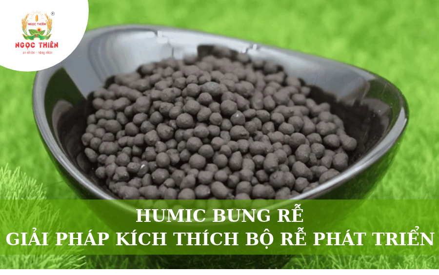 Humic Bung Rễ: Giải Pháp Kích Thích Bộ Rễ Phát Triển