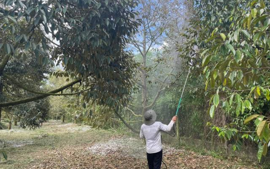 Bí Quyết Rửa Vườn Hiệu Quả: Quy Trình Và Những Lưu Ý