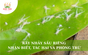 Rầy Nhảy Sầu Riêng: Nhận Biết, Tác Hại Và Cách Phòng Trừ