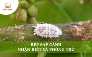 Rệp Sáp Cành: Dấu Hiệu Nhận Biết Và Cách Phòng Trừ