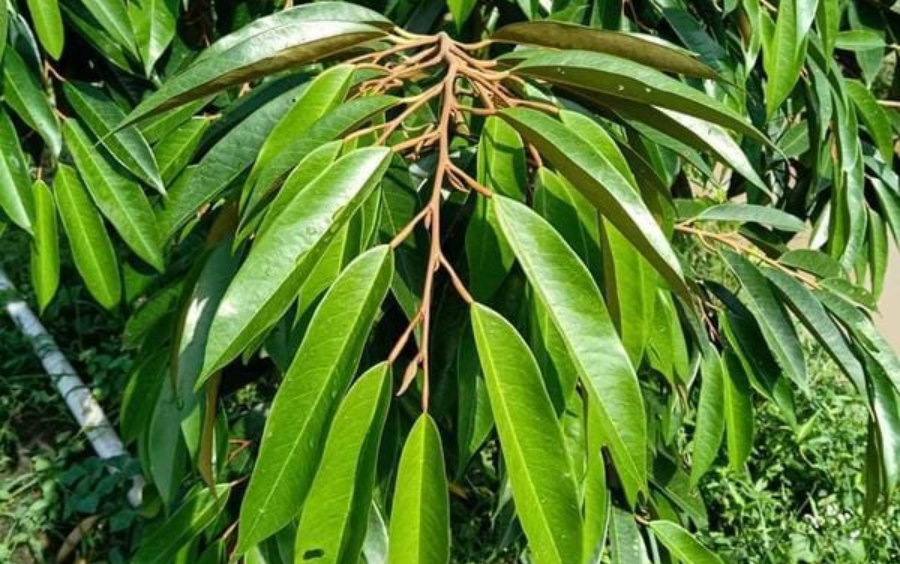 Phân Bón Lá Chặn Đọt: Giải Pháp Kiểm Soát Sinh Trưởng