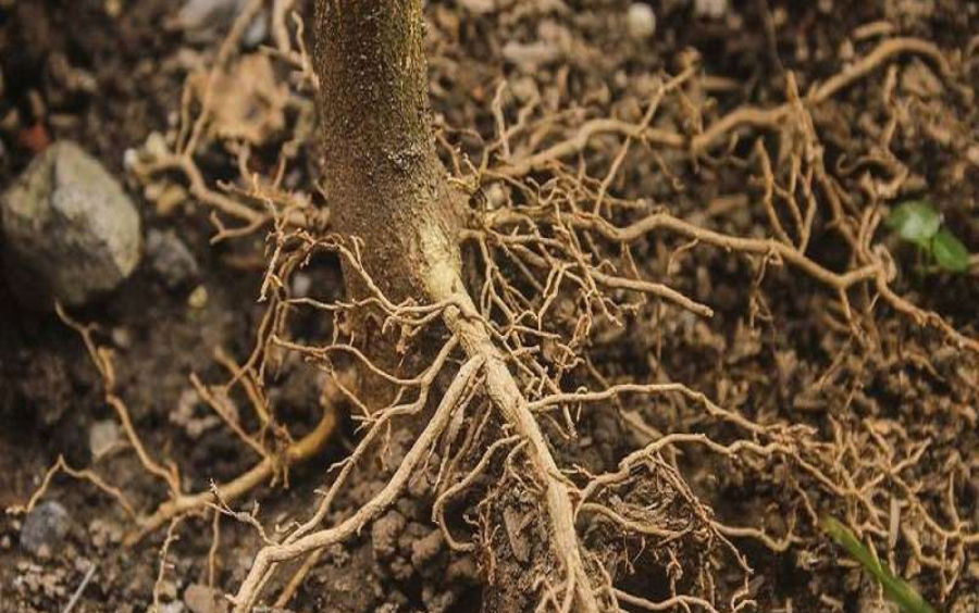 Humic Bung Rễ: Giải Pháp Kích Thích Bộ Rễ Phát Triển