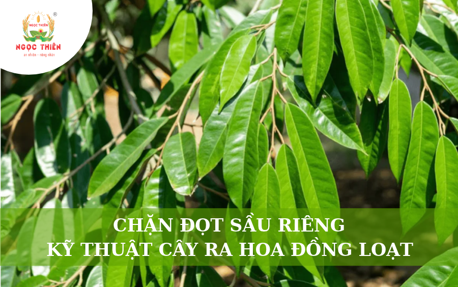 Chặn Đọt Sầu Riêng: Kỹ Thuật Giúp Cây Ra Hoa Đồng Loạt