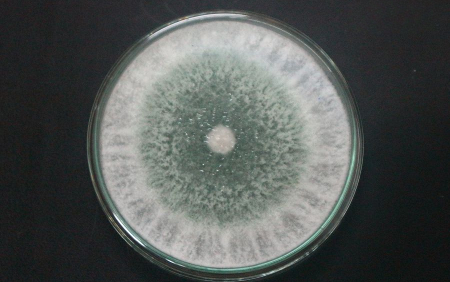Nấm Trichoderma Xử Lý Đất: Giải Pháp Sinh Học