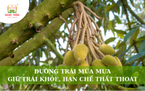Dưỡng Trái Mùa Mưa: Giữ Trái Khỏe Và Hạn Chế Thất Thoát