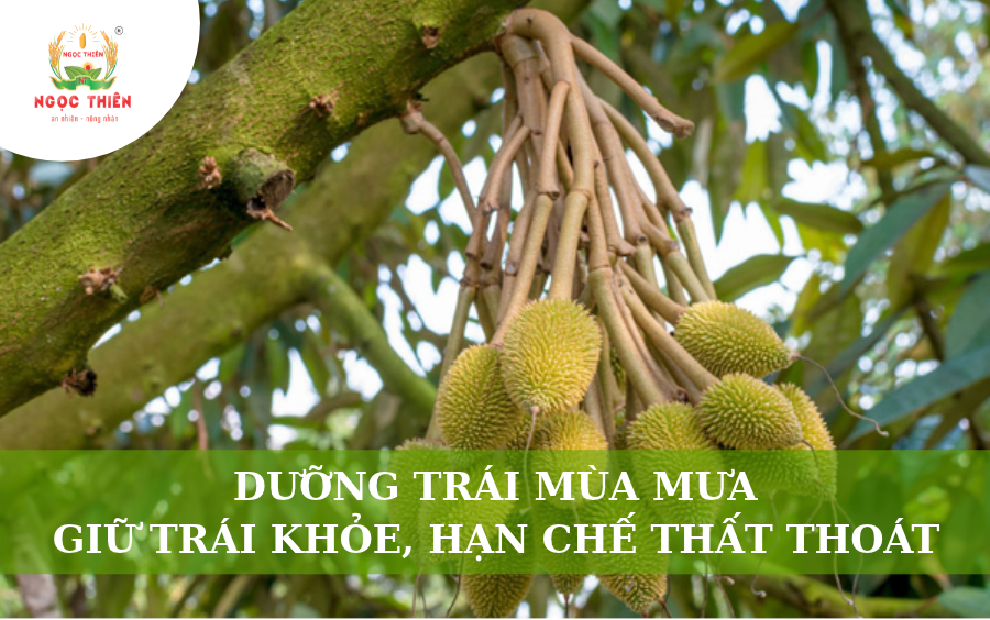 Dưỡng Trái Mùa Mưa: Giữ Trái Khỏe Và Hạn Chế Thất Thoát