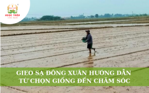 Gieo Sạ Đông Xuân: Hướng Dẫn Từ Chọn Giống Đến Chăm Sóc