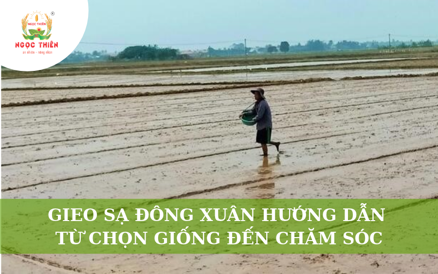 Gieo Sạ Đông Xuân: Hướng Dẫn Từ Chọn Giống Đến Chăm Sóc