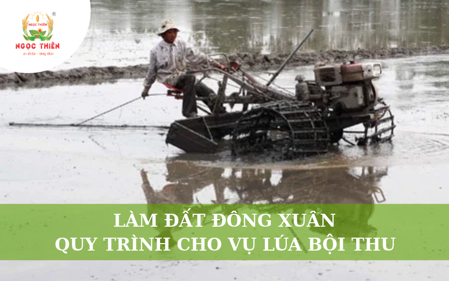Làm Đất Đông Xuân: Quy Trình Cho Vụ Lúa Bội Thu