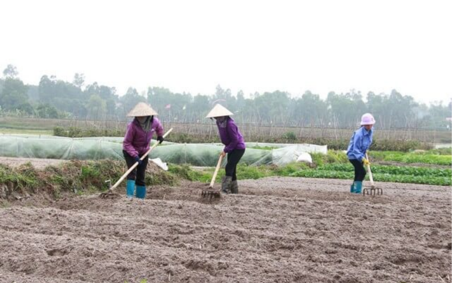 Làm Đất Đông Xuân: Quy Trình Cho Vụ Lúa Bội Thu