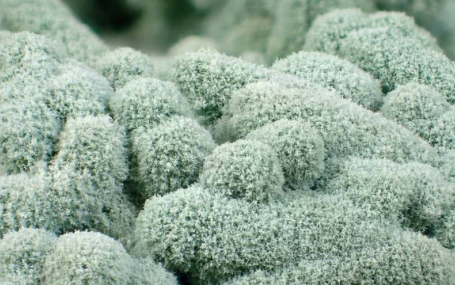 Nấm Trichoderma Xử Lý Đất: Giải Pháp Sinh Học