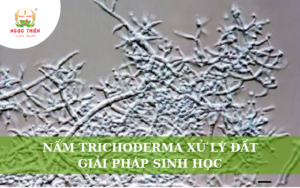 Nấm Trichoderma Xử Lý Đất: Giải Pháp Sinh Học