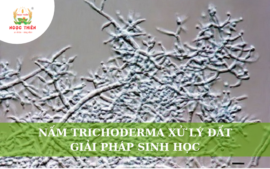 Nấm Trichoderma Xử Lý Đất: Giải Pháp Sinh Học