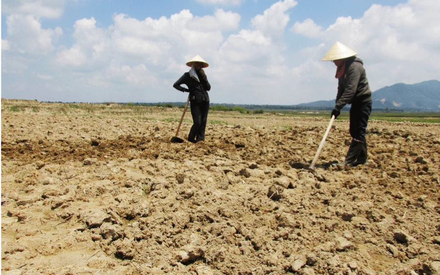 Làm Đất Đông Xuân: Quy Trình Cho Vụ Lúa Bội Thu
