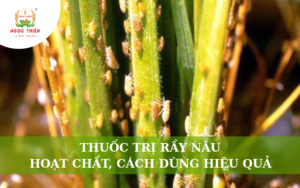 Thuốc Trị Rầy Nâu: Hoạt Chất, Cách Dùng Hiệu Quả Cho Lúa