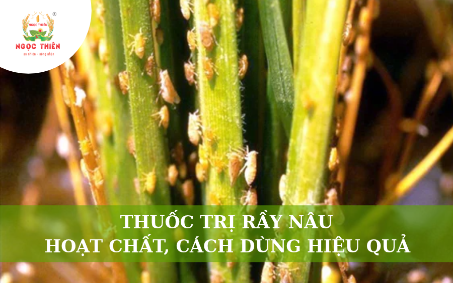 Thuốc Trị Rầy Nâu: Hoạt Chất, Cách Dùng Hiệu Quả Cho Lúa