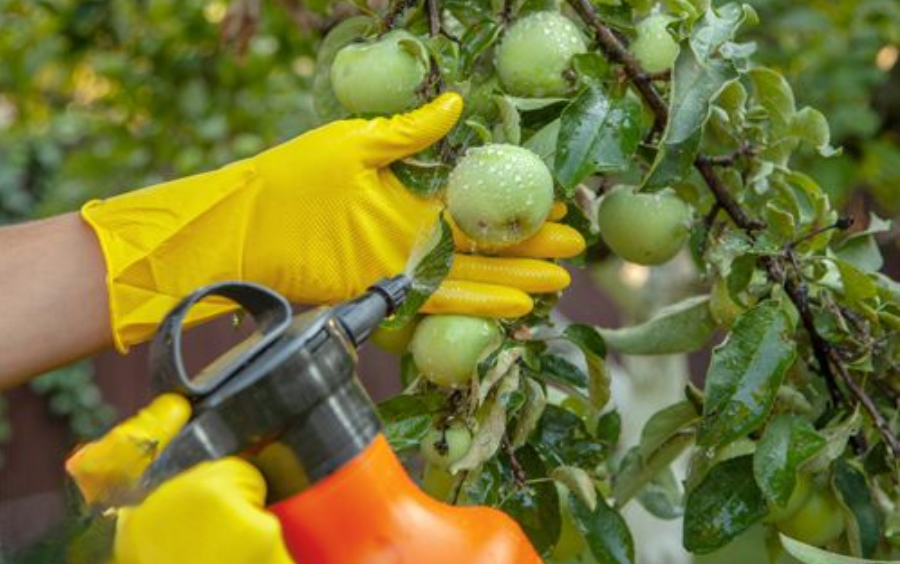 Dưỡng Trái Mùa Mưa: Giữ Trái Khỏe Và Hạn Chế Thất Thoát