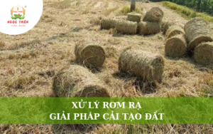 Xử Lý Rơm Rạ: Giải Pháp Cải Tạo Đất Cho Vụ Lúa Mới
