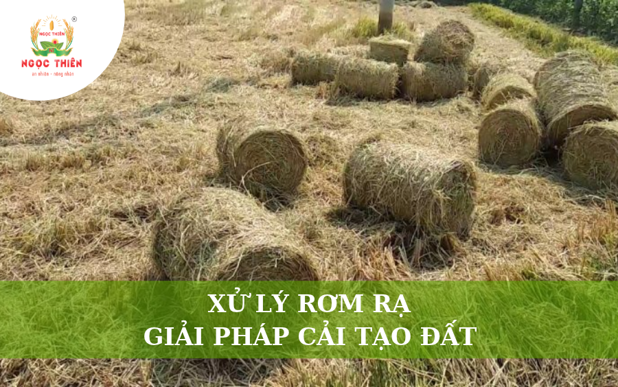Xử Lý Rơm Rạ: Giải Pháp Cải Tạo Đất Cho Vụ Lúa Mới